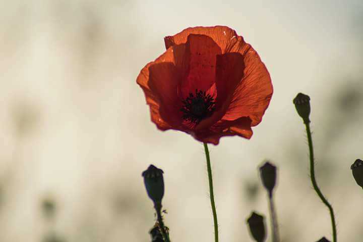 Let's make this page a sea of red, glorious poppies